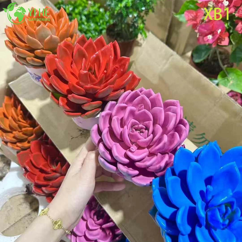Wholesale Echeveria Champagne Succulent with Creamy Center Bonsai