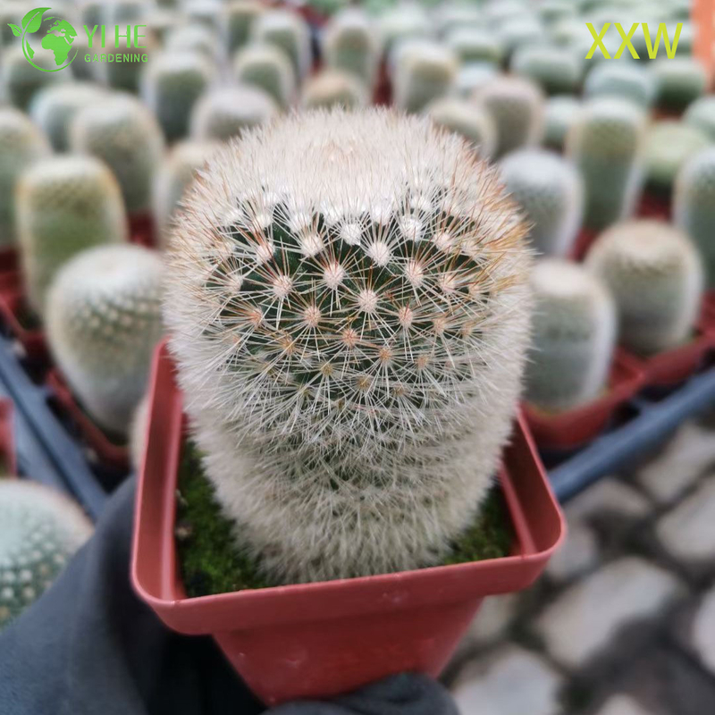 Live Red Spine Mammillaria Cactus Wholesale Mammillaria Spinosissima Bonsai
