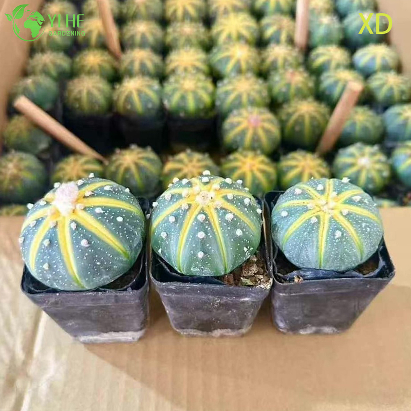 Wholesale Astrophytum Asterias Star Cactus Live Spineless Plant Bonsai