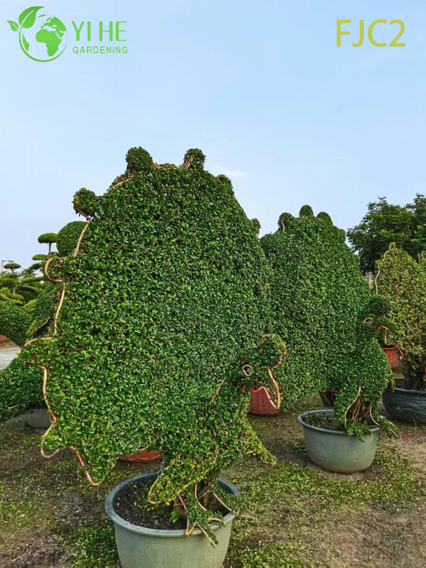 Live Fukien Tea Bonsai Tree Carmona Microphylla Indoor Plant Bonsai