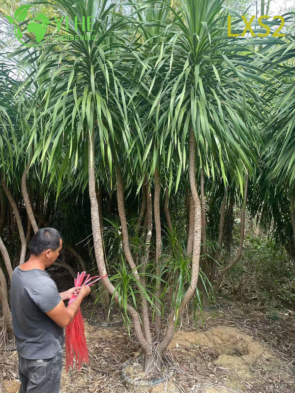 Wholesale Dracaena Draco Tree Live Mature Dragon Blood Tree for Export Bonsai