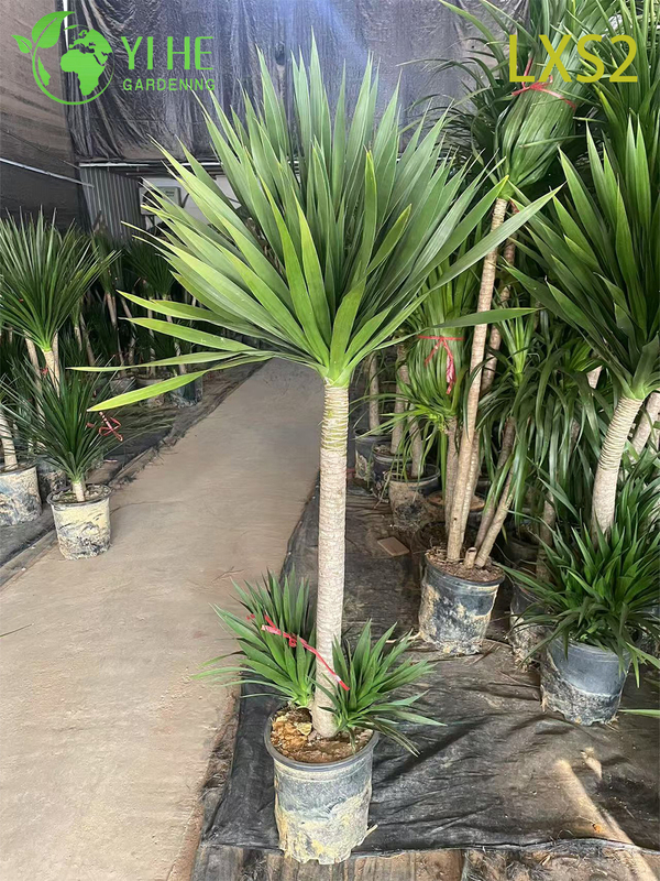 Wholesale Dracaena Draco Tree, Live Mature Dragon Blood Tree for Export Bonsai