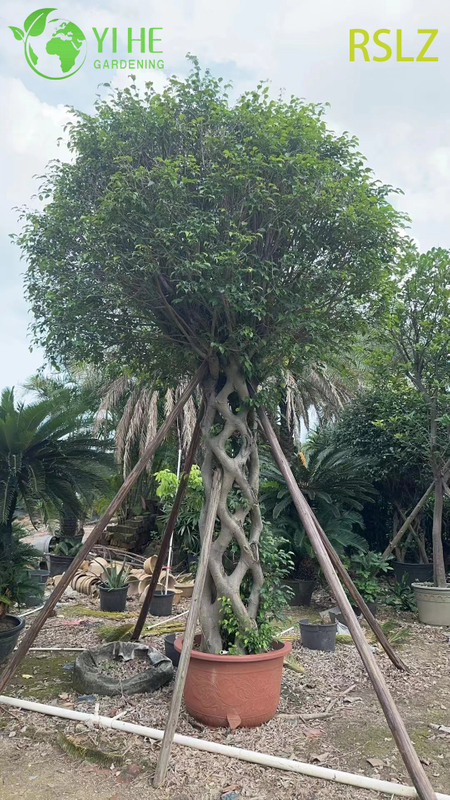 Woven Ficus Cage A Braided Trunk Live Plant Sculpture Bonsai