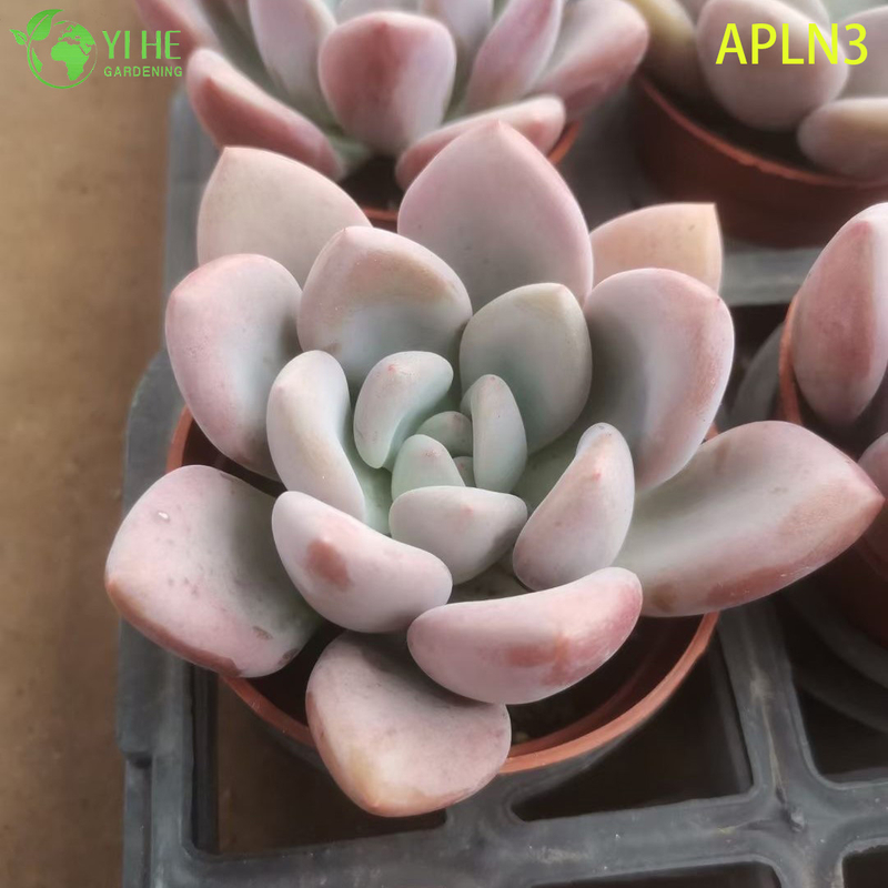 Wholesale Pink Opalina Mature Succulent Cluster Live Plant Bonsai