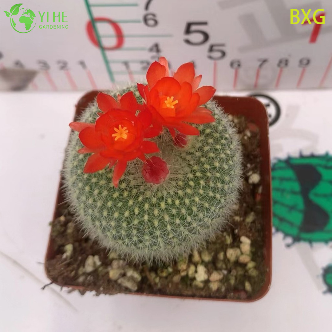 Wholesale Orange Flowering Rebutia Cactus Live Mini Plant Decor Bonsai