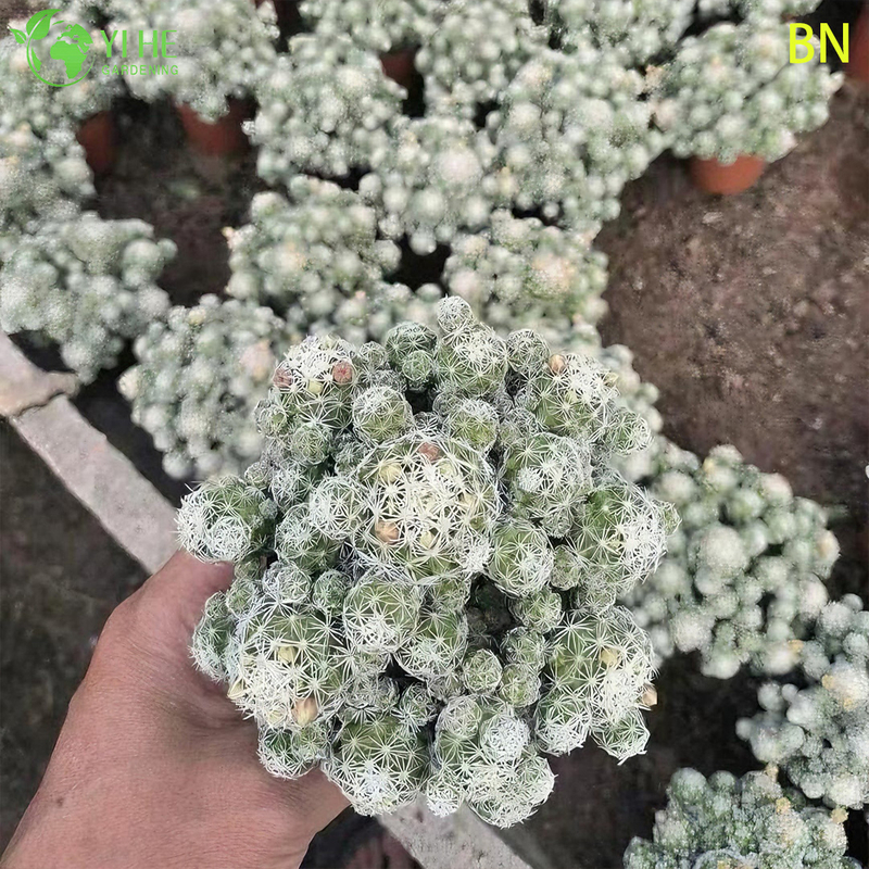 Wholesale White Thimble Cactus Live Mini Plant Clump Decor Bonsai