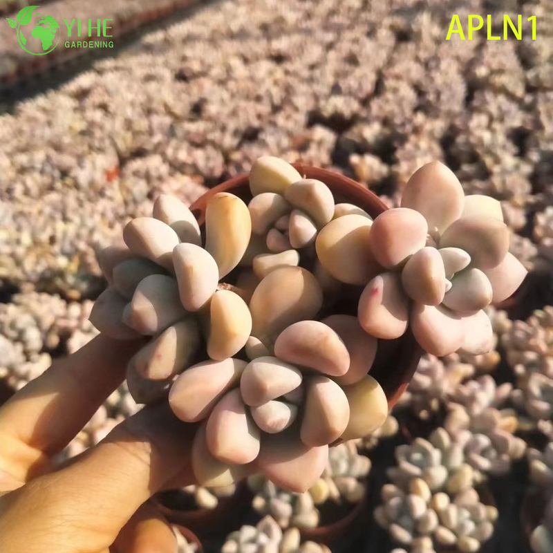 Wholesale Graptoveria Opalina Pastel Pink Live Succulent Rosette Plant Bonsai