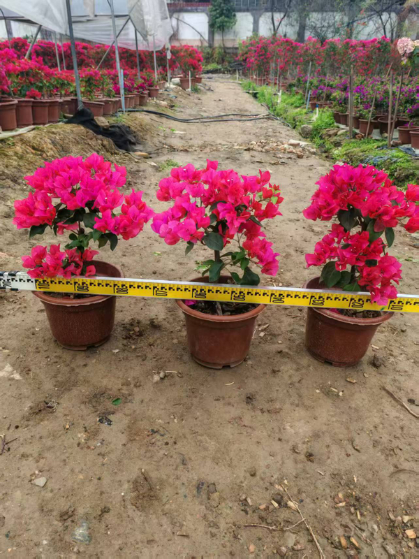 Bougainvillea Bonsai