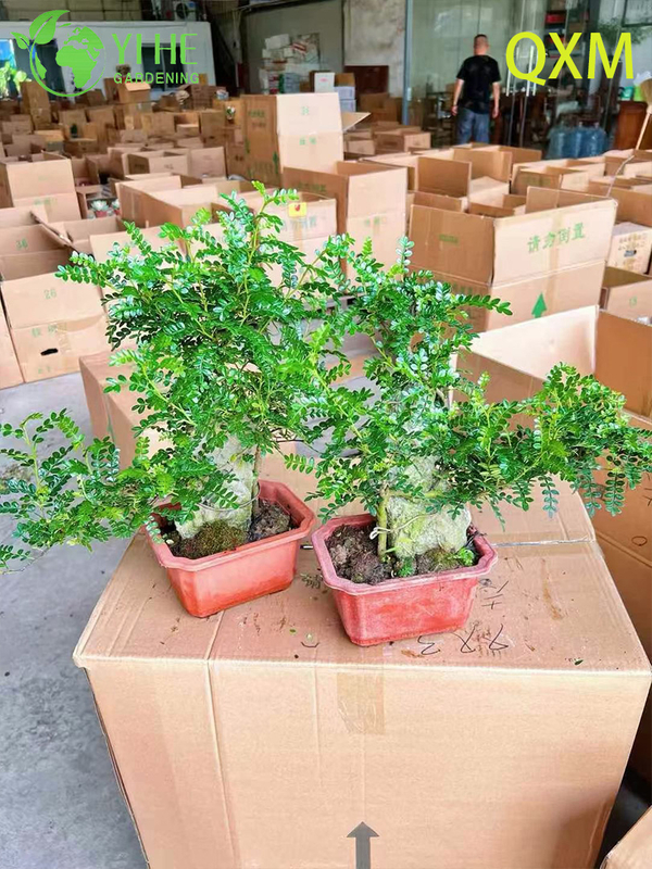Pistacia Weinmannifolia, Fragrant Ornamental Bonsai Tree for Indoor & Outdoor