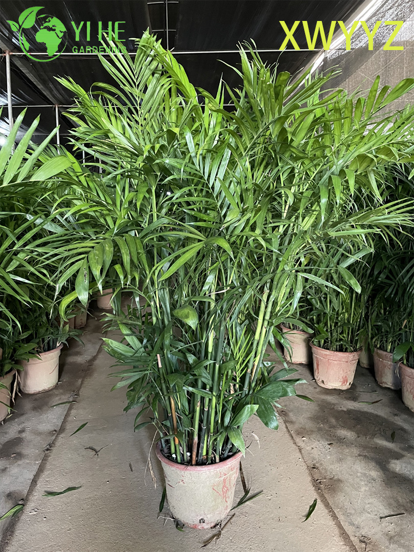 Potted Hawaiian Palm (Pritchardia gaudichaudii), Tropical Evergreen Indoor/Outdoor Decor Plant