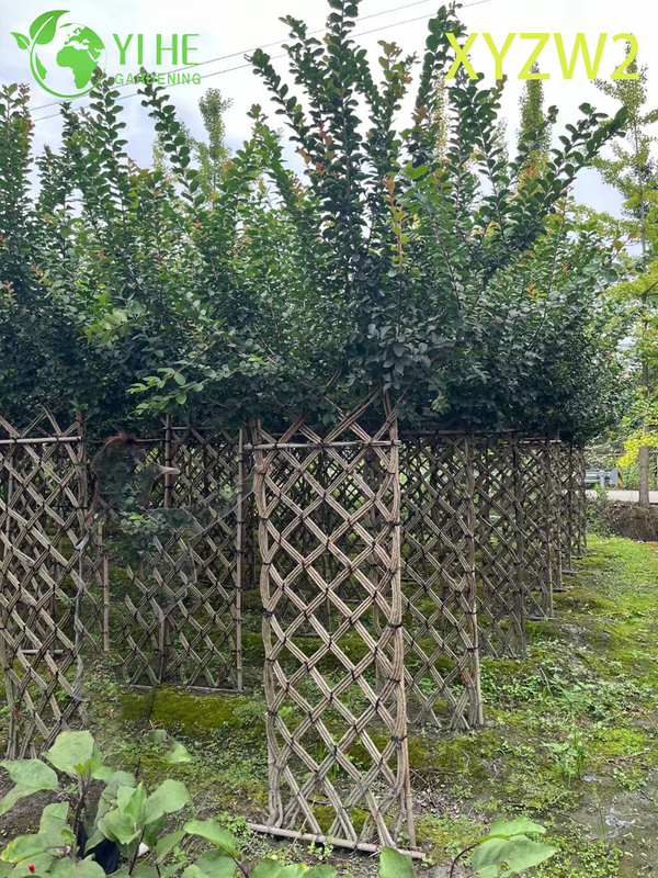 Lagerstroemia parviflora Trellis - shaped Ornamental Plant, Flowering Garden Fence Decor