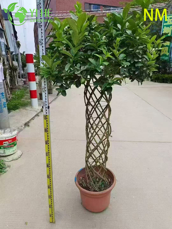 Potted Dwarf Lemon Tree, Indoor Outdoor Citrus Australasica for Sale