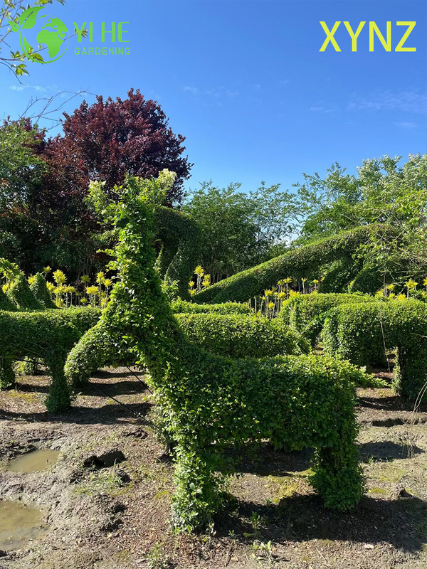 Animal - shaped Ligustrum quihoui Carr, Ornamental Evergreen Topiary Plants