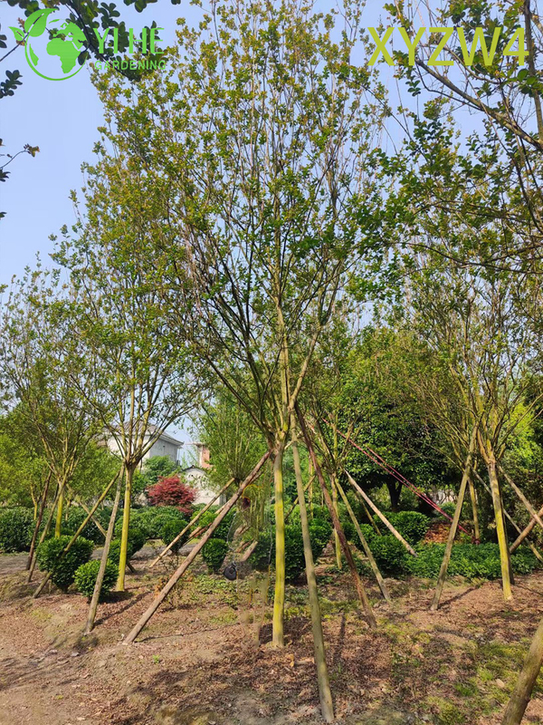 Tall Lagerstroemia parviflora, Formal Upright Ornamental Tree, Garden Landscape Specimen