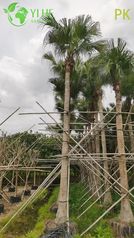 Livistona Chinensis Palm Tree, Evergreen Ornamental Plant for Garden & Landscape