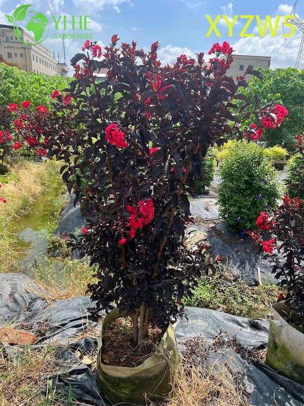 Ornamental Purple - leaf Lagerstroemia parviflora, Red - flowering Potted Plant