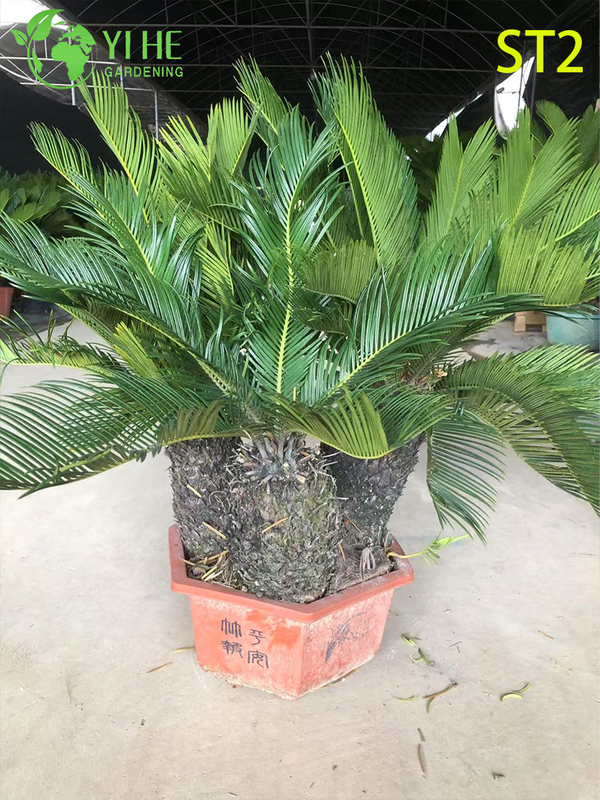 Multi - trunked Cycas Revoluta Bonsai, Evergreen Ornamental Sago Palm