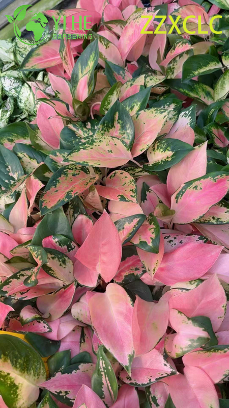 Wholesale Export Spider-Man Aglaonema Seedlings | Tropical Ornamental Foliage Seedlings
