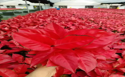 Why Aglaonema Is The Ultimate Low-Light Houseplant