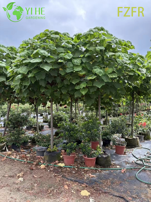 Flowering Dombeya wallichii, Ornamental African Tuliptree Shrub Plant