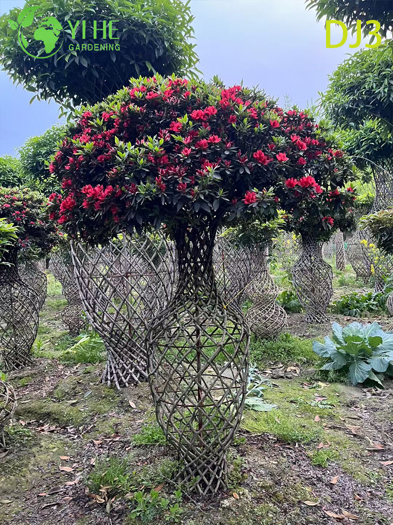 Artistic Topiary Rhododendron simsii, Ornamental Flowering Sculpture
