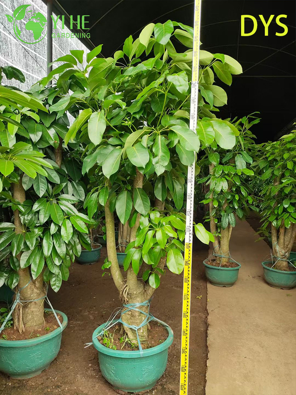 Live Green Umbrella Tree Schefflera Evergreen Indoor Bonsai Plant