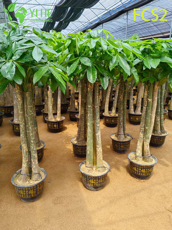 Large - sized Pachira macrocarpa with Thick Trunks, Lush Foliage for Decoration, Prosperity - bringing Money Tree