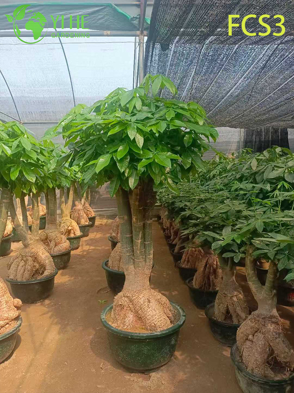 Compact Pachira macrocarpa with Unique Trunk, Lucky Indoor Decorative Money Tree