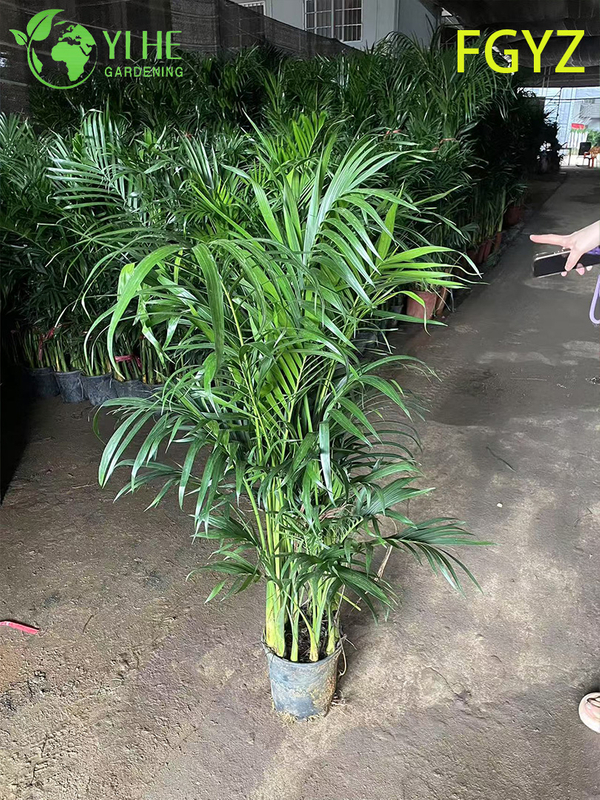 Evergreen Howea Belmoreana Palm - Indoor Ornamental Plant for Home & Office