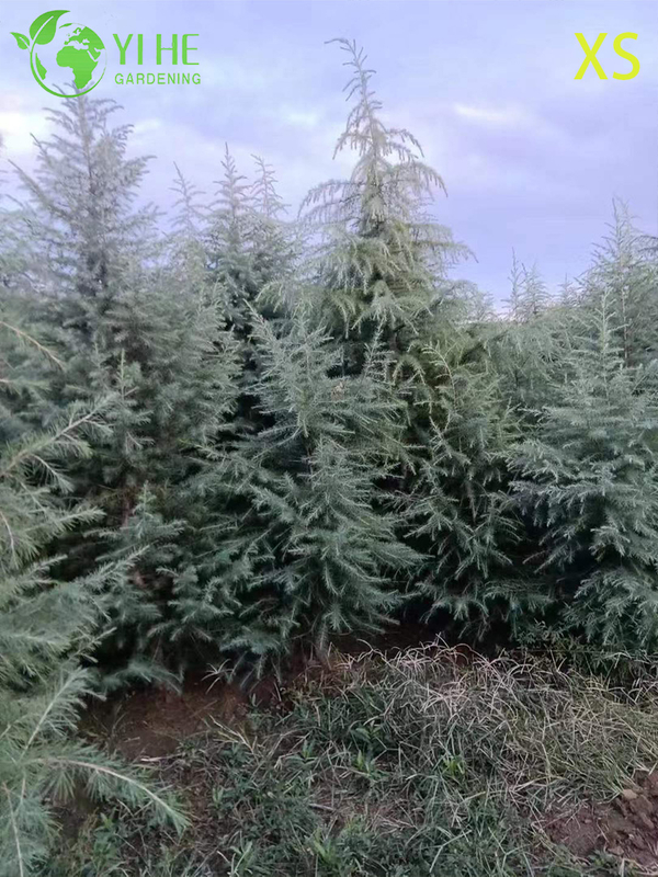 Ornamental Evergreen Cedar Tree for Wholesale Export