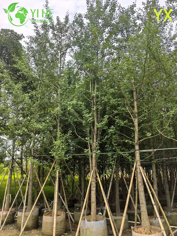 Ornamental Long - lived Ginkgo Tree for Wholesale Export