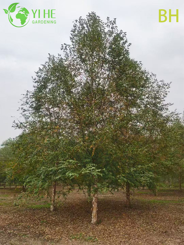 Ornamental Chinese White Birch Tree for Wholesale Export
