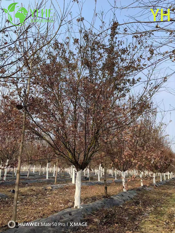 Ornamental Multi - variety Cherry Blossom Tree for Wholesale Export