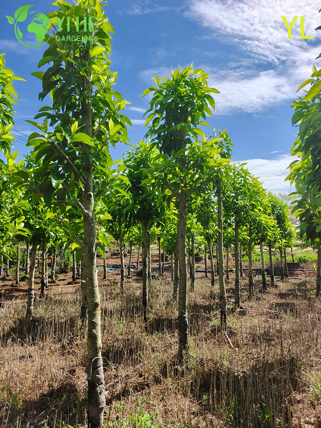 Ornamental Fragrant Magnolia Tree for Wholesale Export