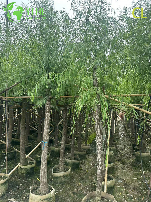 Ornamental Weeping Willow Tree for Wholesale Export