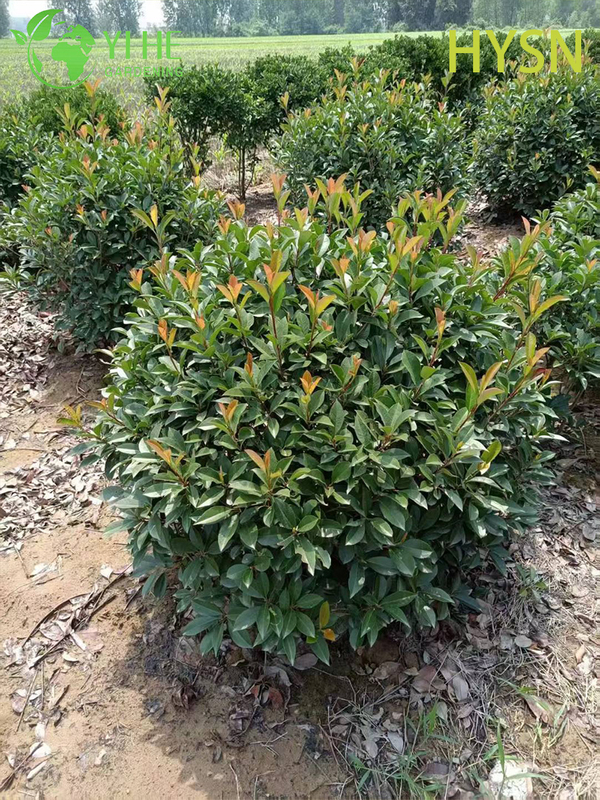 Ornamental Red Tip Photinia Shrub for Wholesale Export
