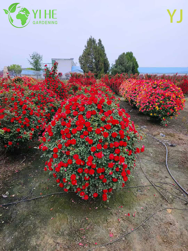 Ornamental Multi - colored Rose Plant for Wholesale Export