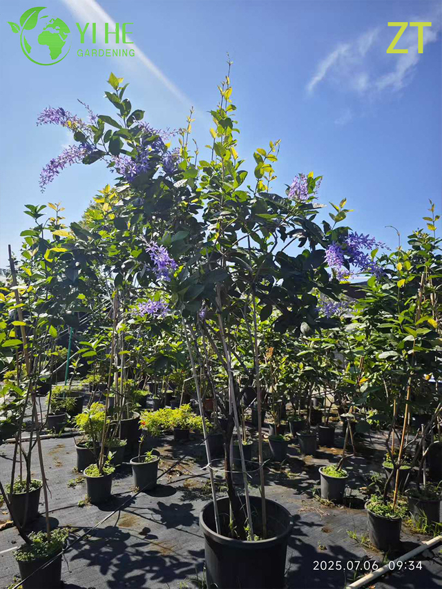 Ornamental Fragrant Wisteria Vine for Wholesale Export Tree