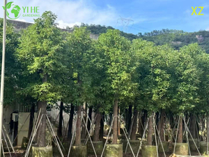 Ornamental Evergreen Camphor Tree for Wholesale Export