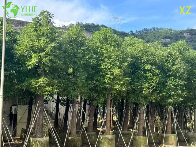 Ornamental Evergreen Camphor Tree for Wholesale Export