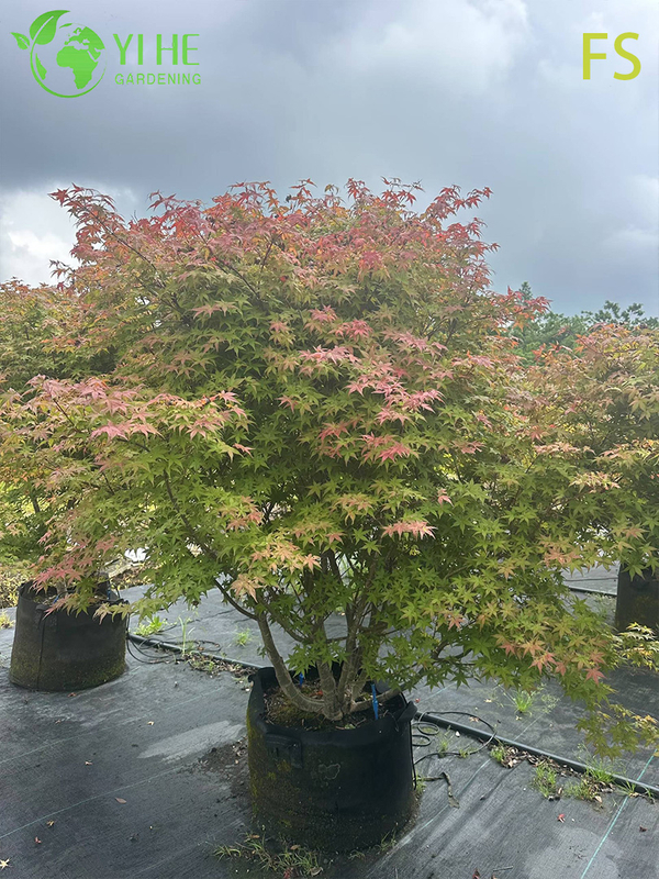 Ornamental Japanese Maple Tree for Wholesale Export