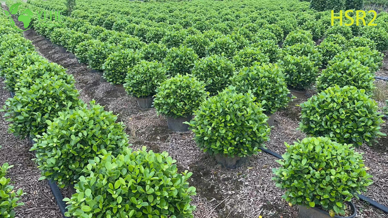 Evergreen Ficus Cone Multi-Ball Pom-Pom Tree for Landscape Design
