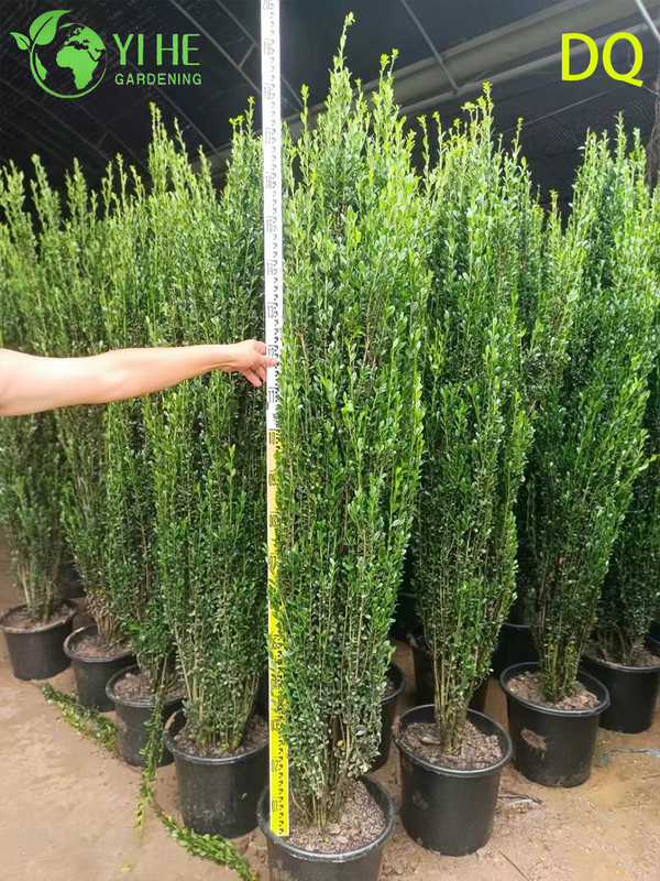 Wholesale Live Ilex Crenata Holly Globe Topiary for Garden Landscaping Bonsai