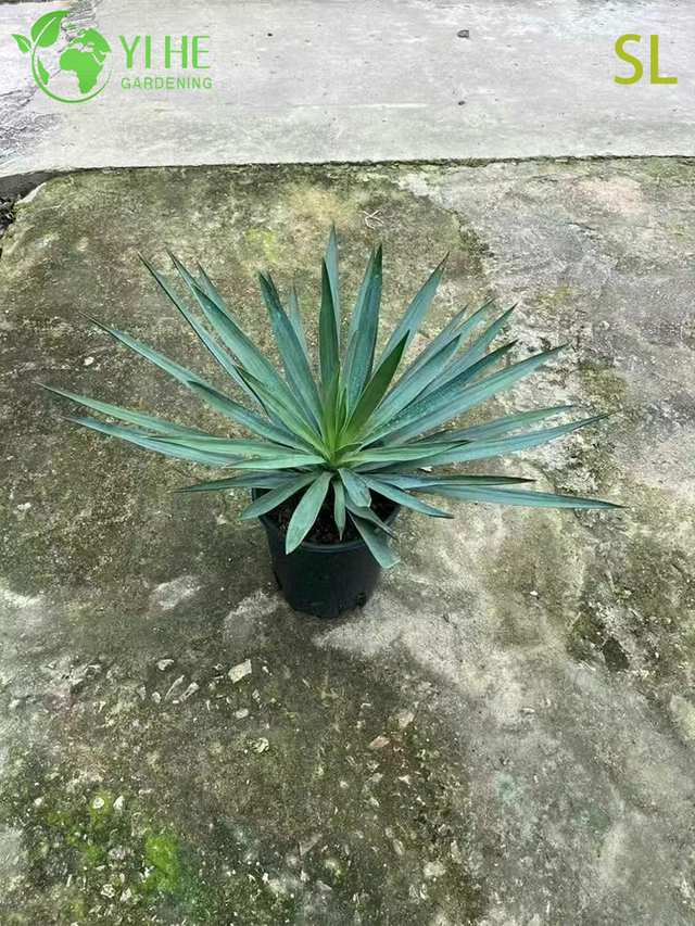 थोक आर्किटेक्चरल युक्का लाइव रोसेट लैंडस्केपिंग प्लांट बोनसाई