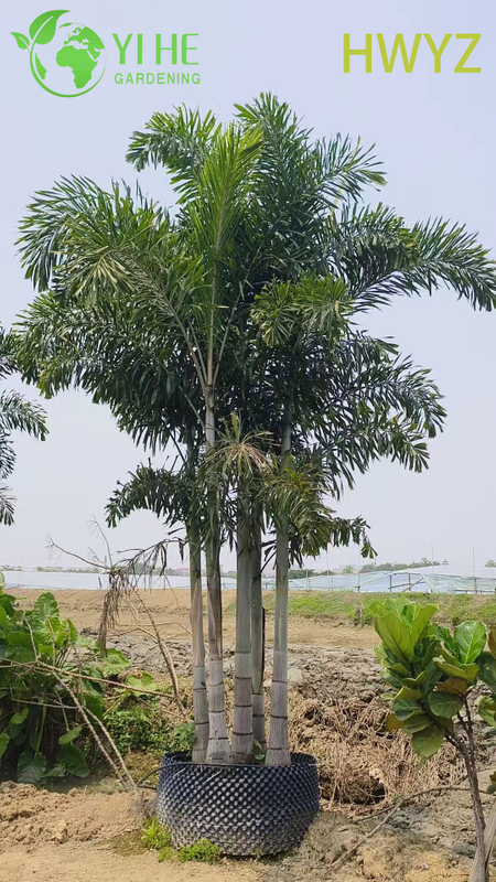 Wholesale Foxtail Palm Tree Wodyetia Bifurcata for Landscaping
