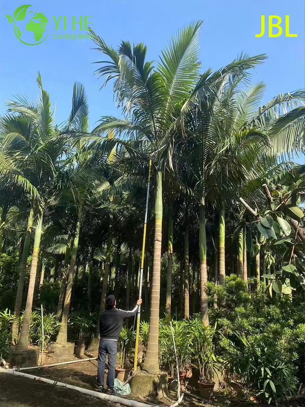 Wholesale Elegant Alexander Palm Tree for Avenue Landscaping