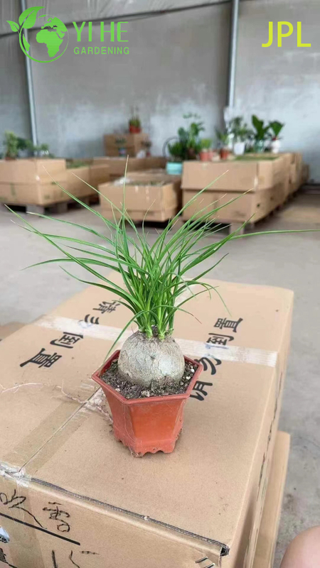 Wholesale Ponytail Palm Elephant's Foot Live Beaucarnea Plant Bonsai