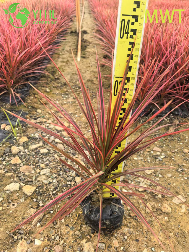 Bonsai di piante vive a stelo multiplo Dracaena Marginata dal bordo rosso all'ingrosso