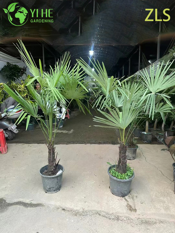 Wholesale Cold Hardy Windmill Palm for Landscape Projects Tree