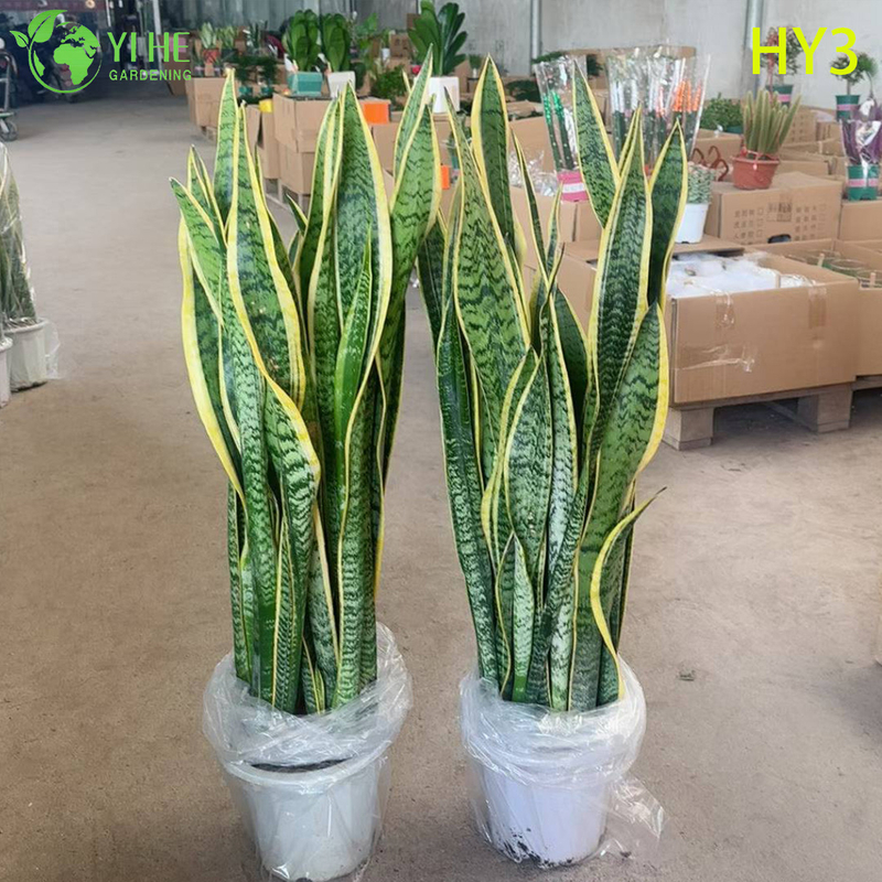 Evergreen Sansevieria Trifasciata Snake Plant for Indoor Decor